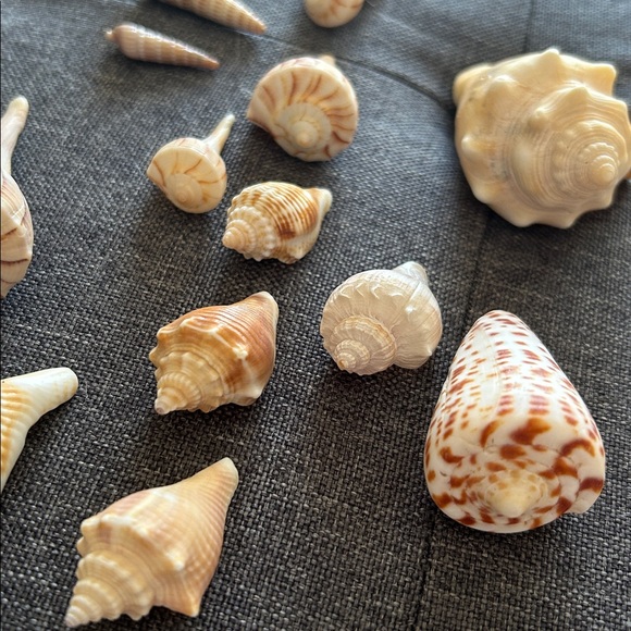 Perfect Seashell Package - All Shells Pictured - Picture 7 of 9